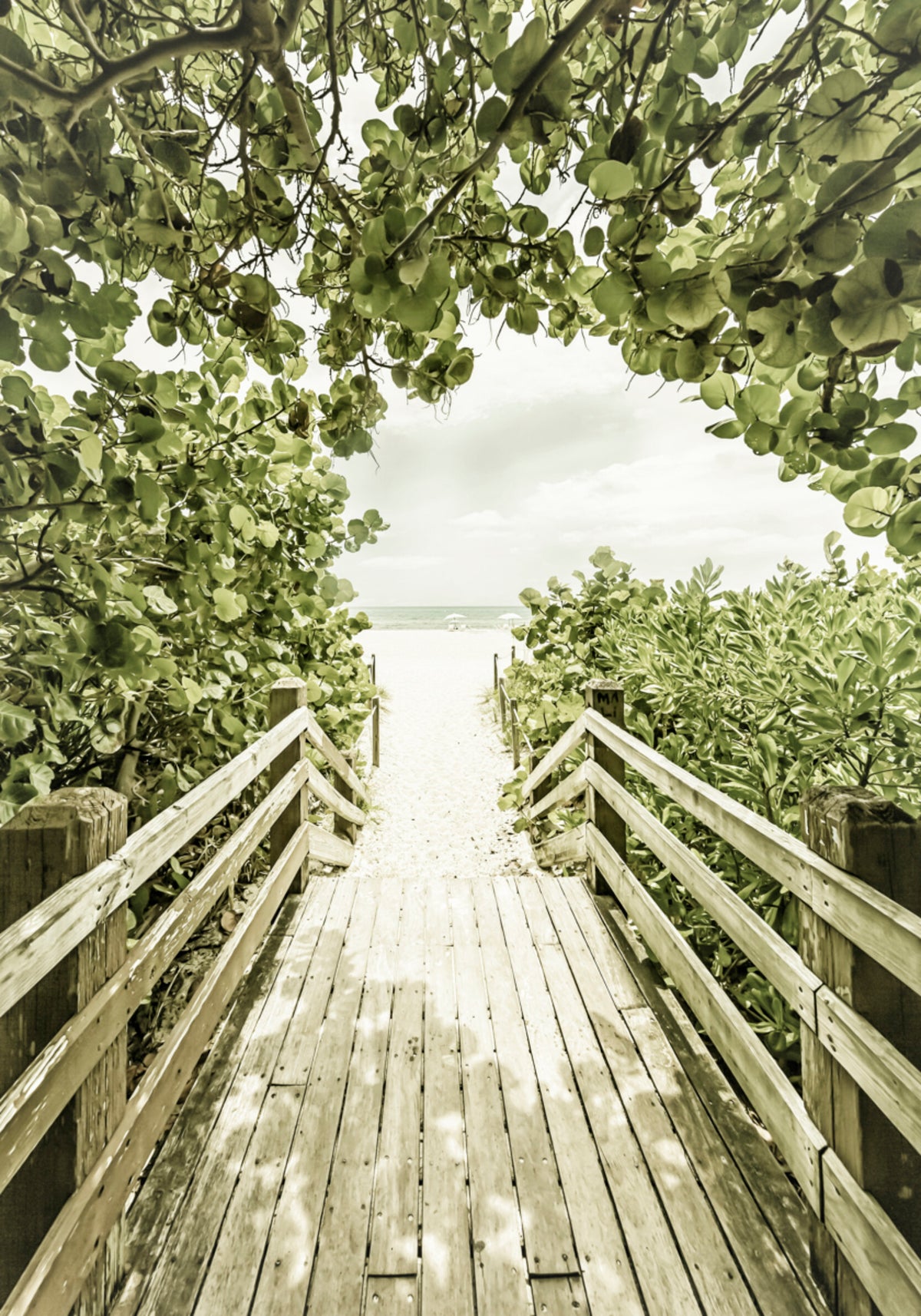 Tropical Beach Path