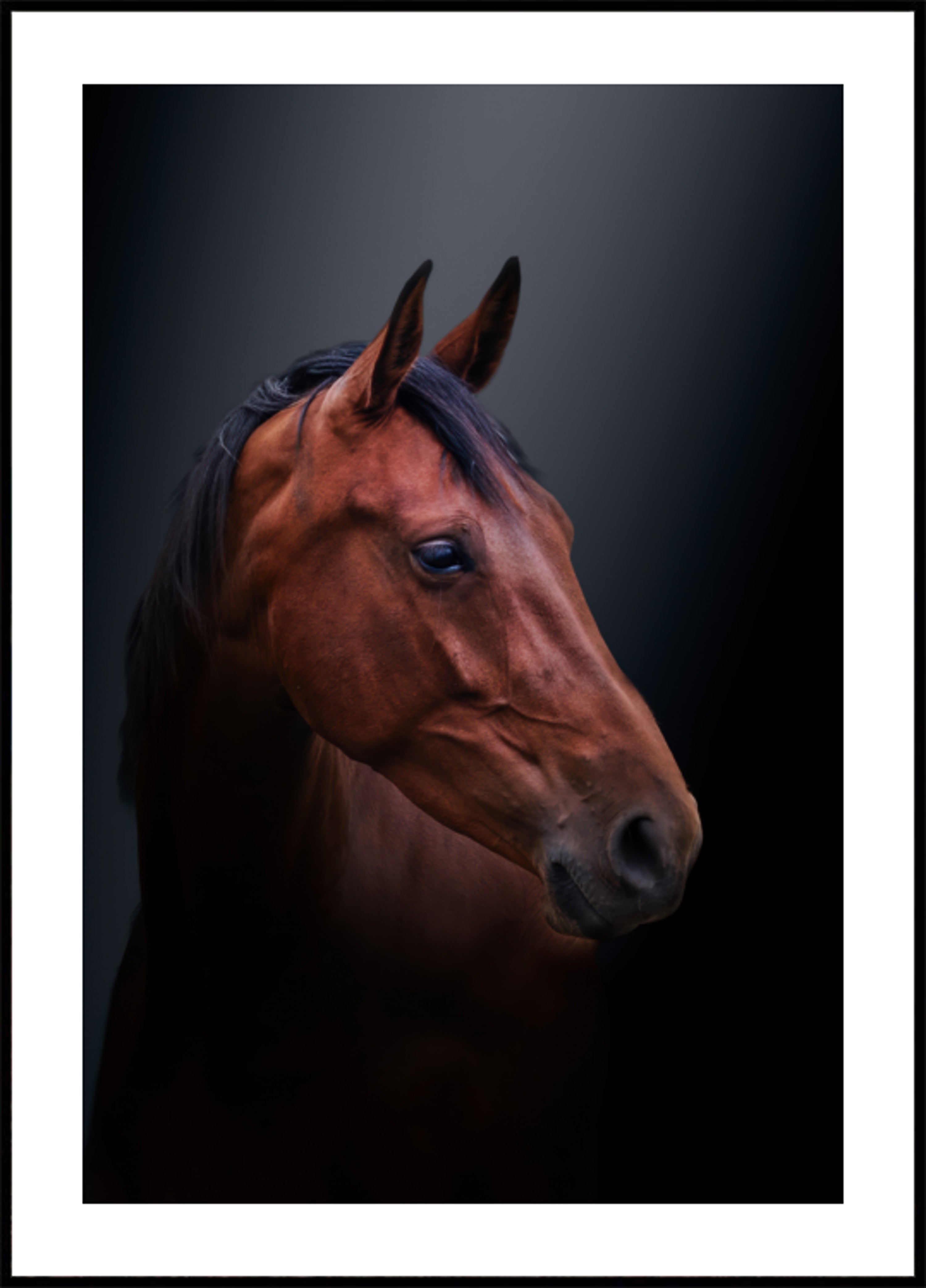 Noble Bay Horse Portrait