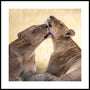 African Lion Bond