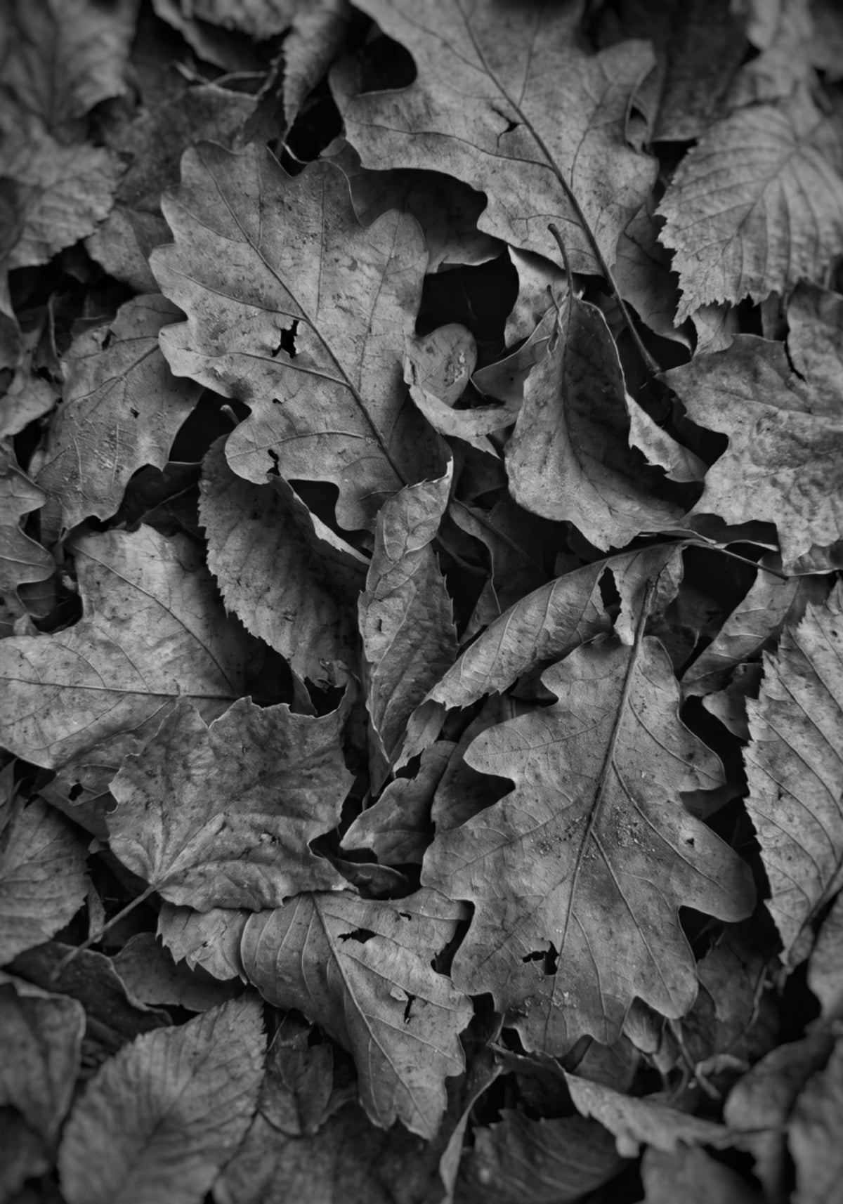 Monochrome Fall Foliage