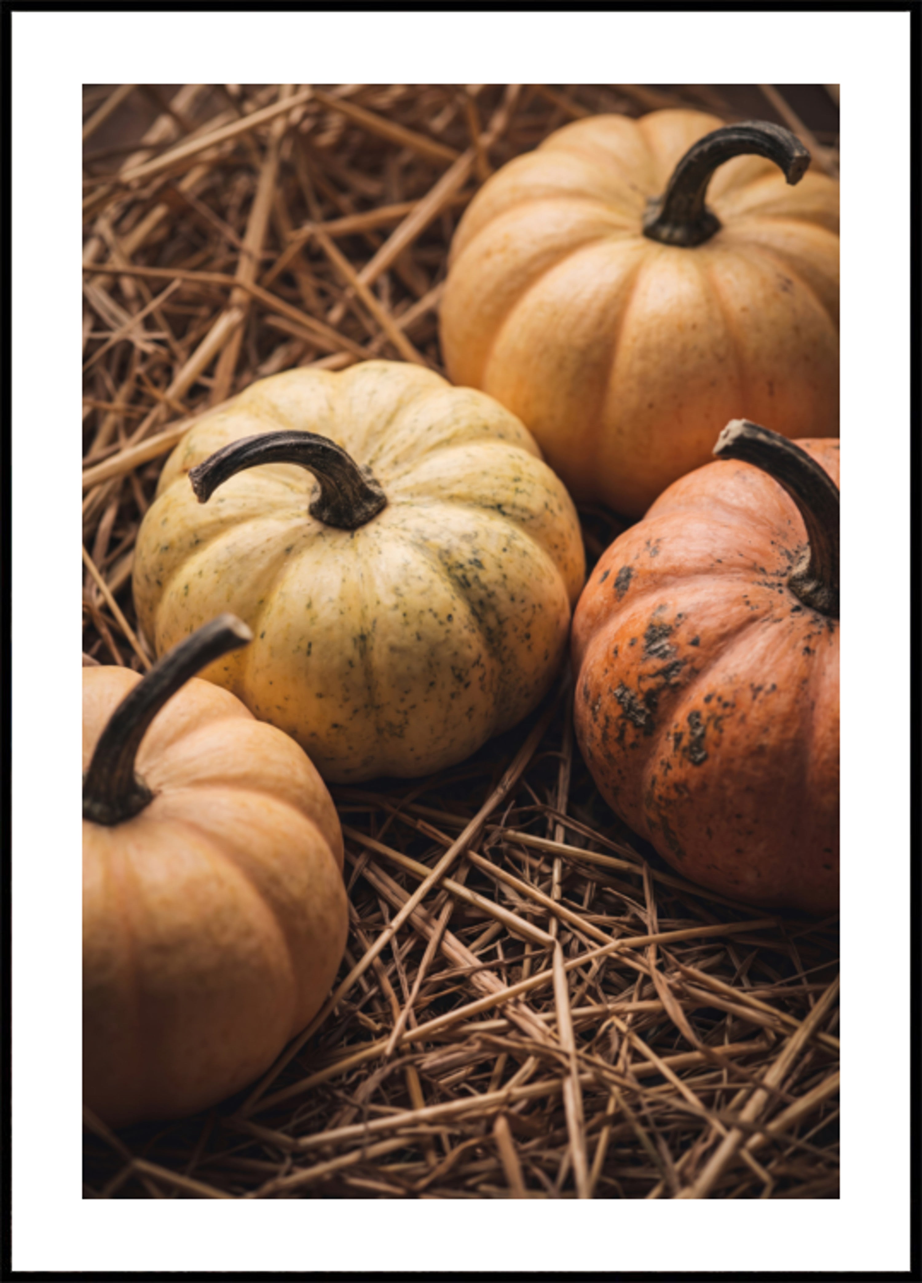 Autumn Harvest Pumpkins