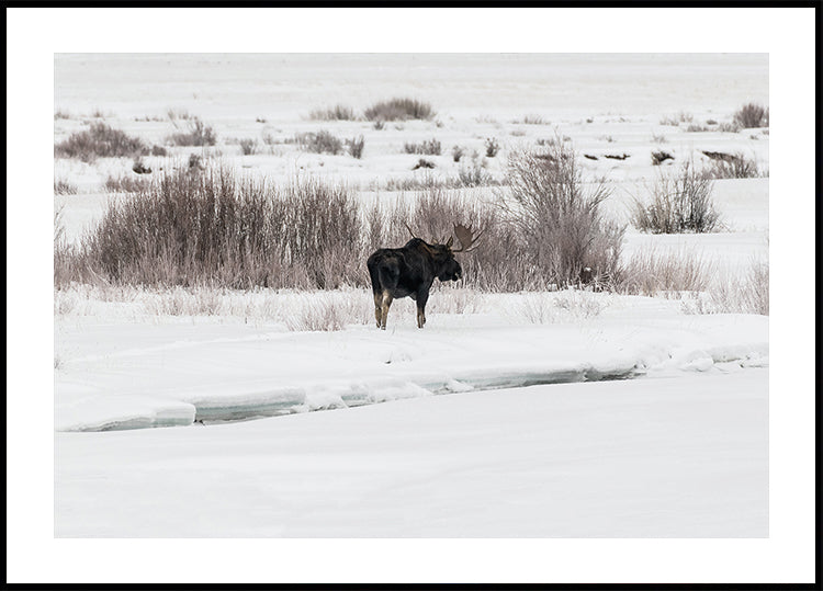 a moose standing in the snow in a field