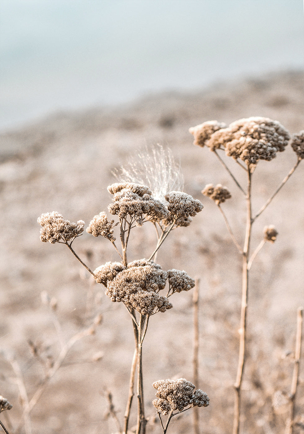 Dried Flowers Poster