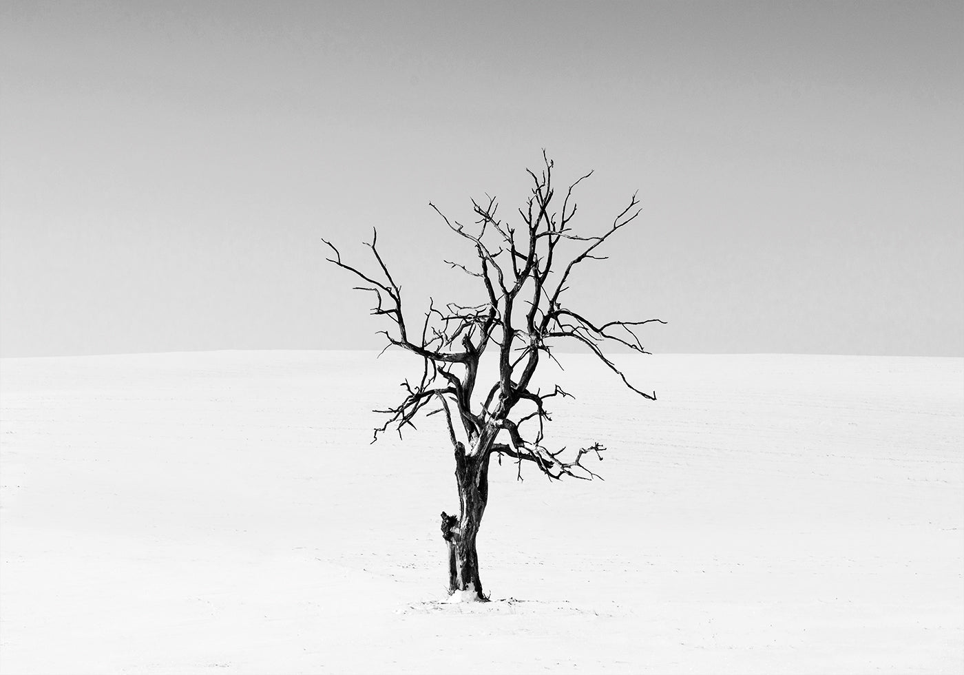 Dry Tree in The Snow Poster