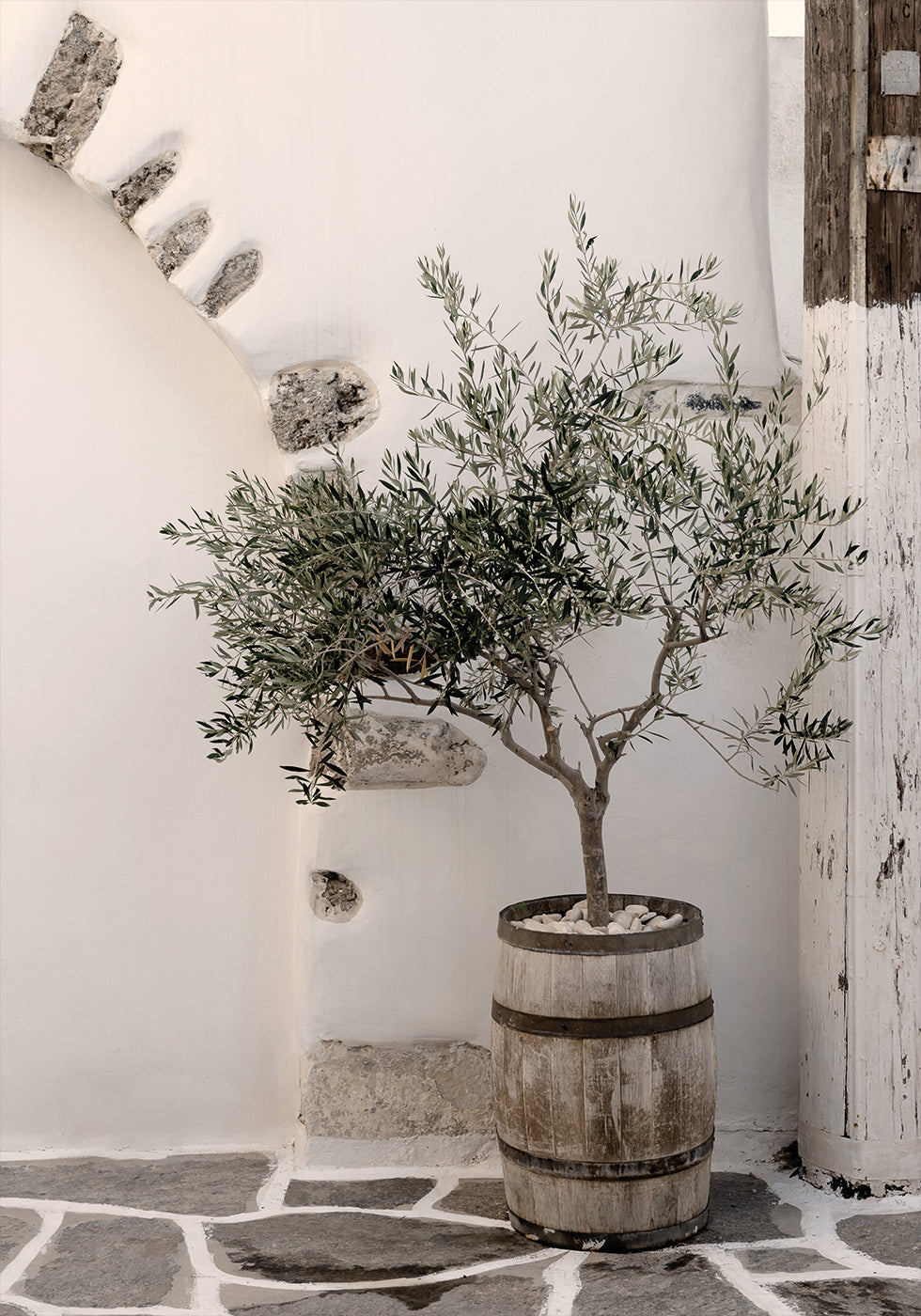 a small olive tree in a wooden barrel