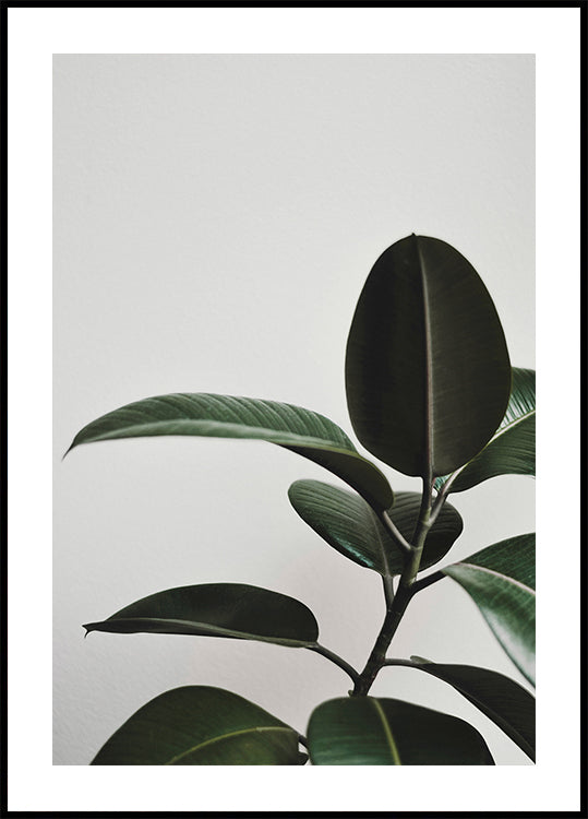 a close up of a plant with green leaves