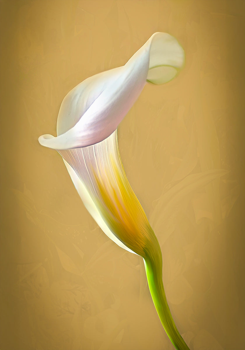 CallaLilly Poster
