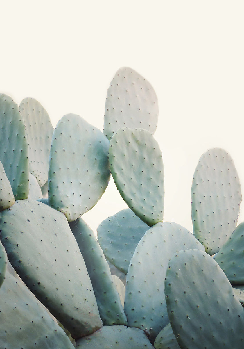 Pastel Cacti Poster