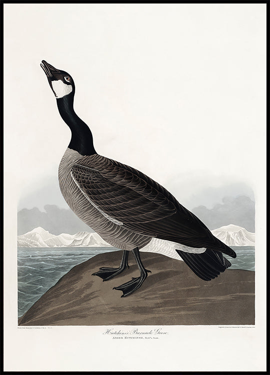Hutchins's Barnacle Goose From Birds of America (1827) Poster