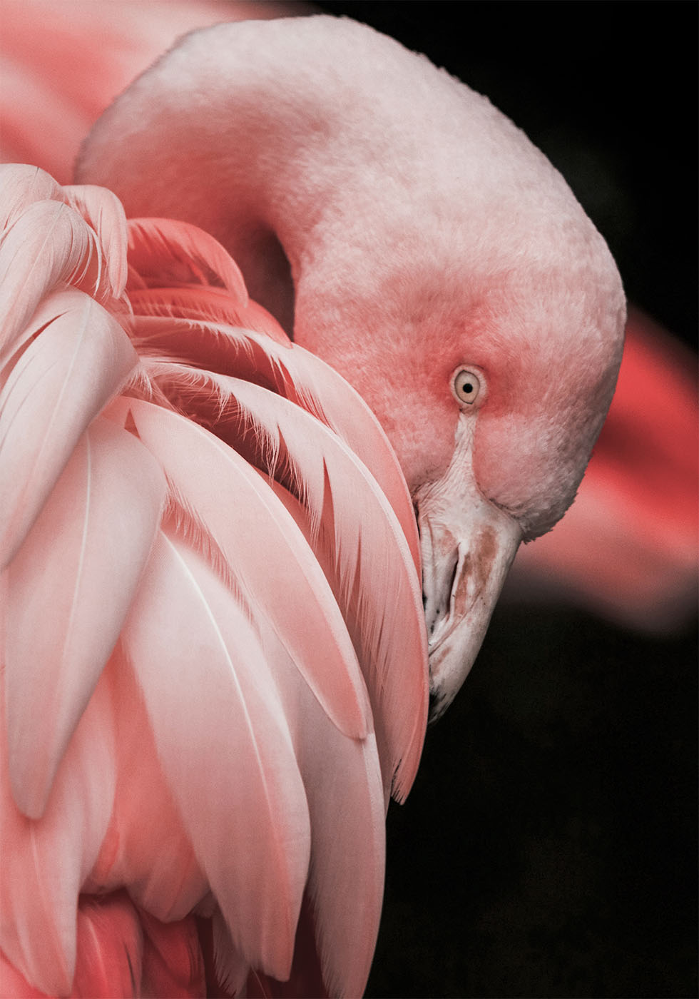 Flamingo Hide In Their Feathers Poster