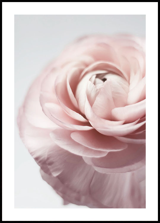 Pink Ranunculus Poster