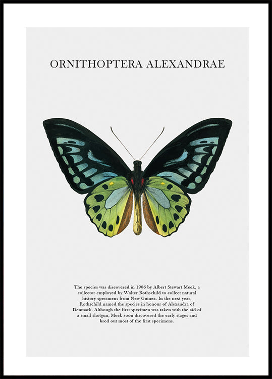 Butterfly Display Poster