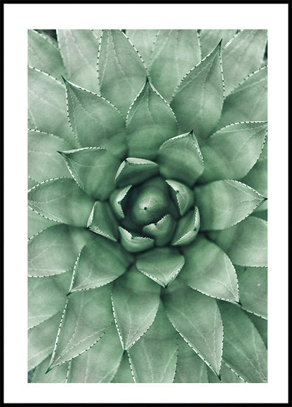 Green Succulent Plant Design Poster