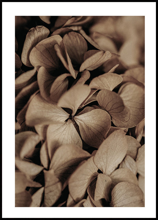 Dried Hydrangea Poster