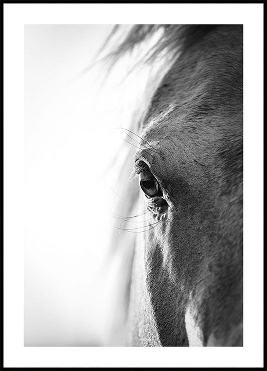 Horse Eye Poster