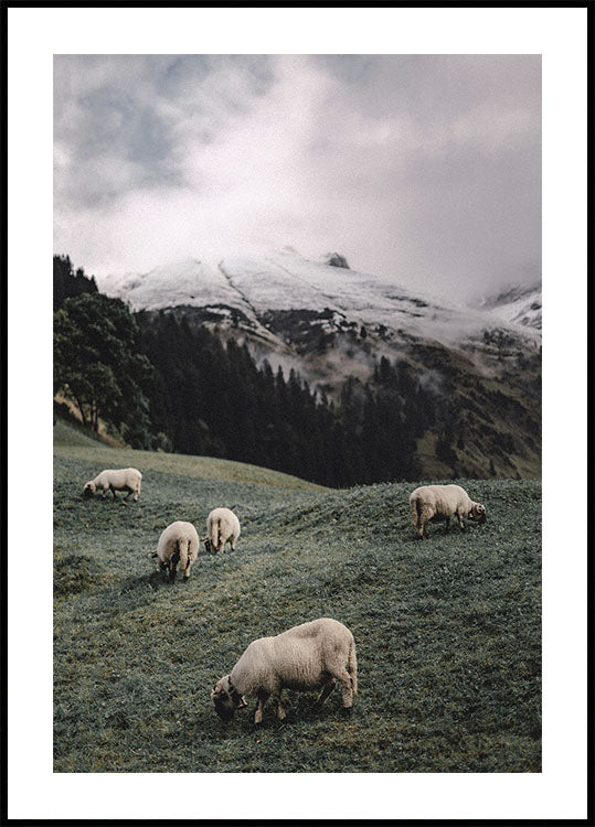 Sheep In The Alps Poster