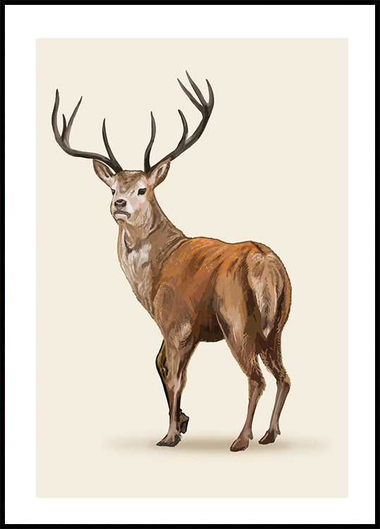 Brown Deer Poster