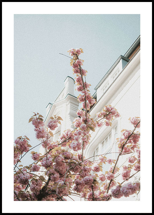 Cherry Blossom Poster