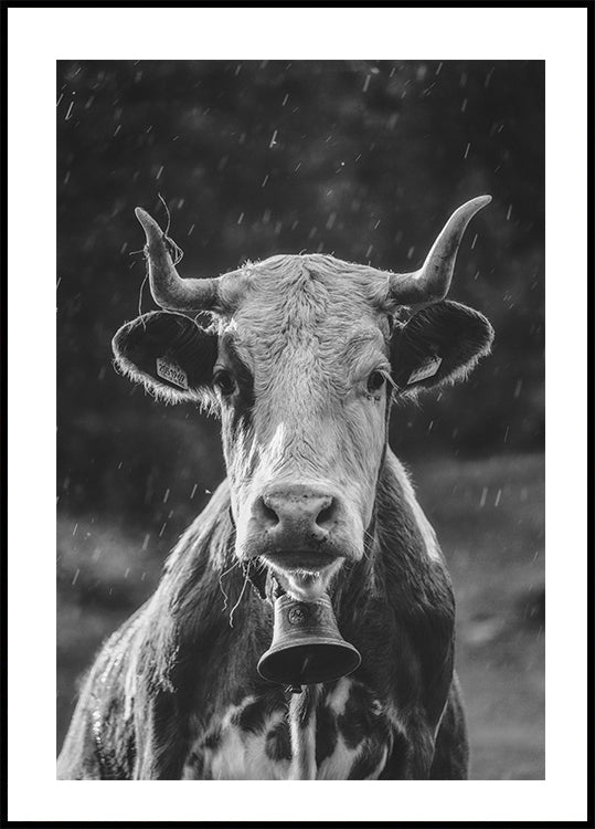 Cow With Bell Poster