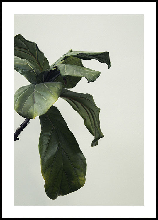 Botanical Leaves Poster