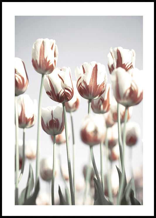 Dutch Tulips Poster