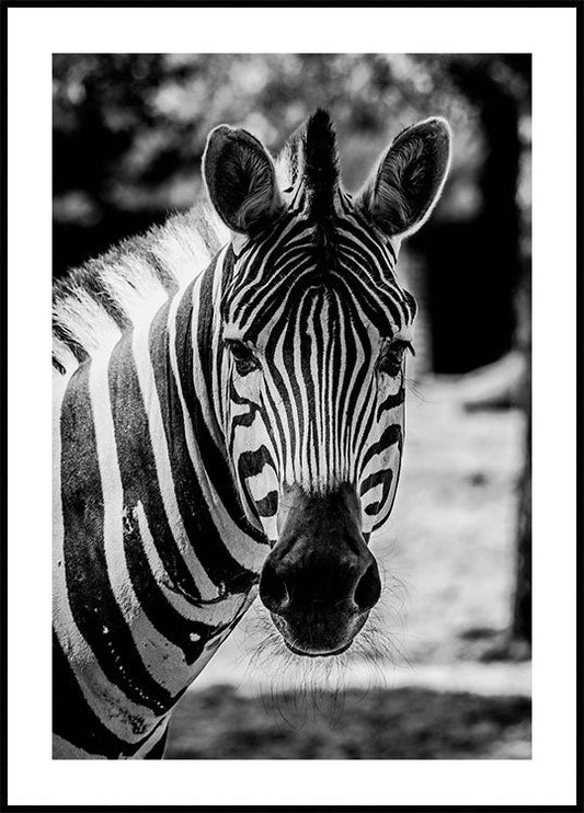 Zebra Poster