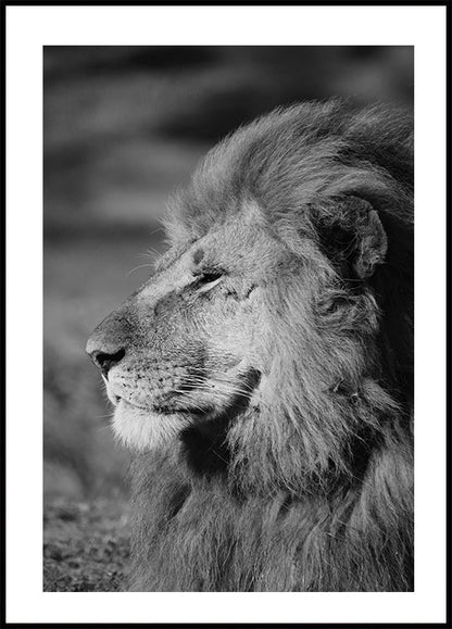 Male Lion Profile Poster