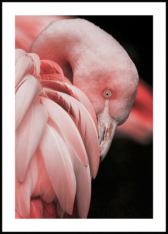Flamingo Hide In Their Feathers Poster