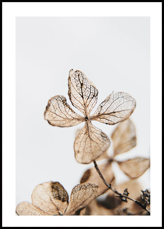 Four Leaves Plant Poster