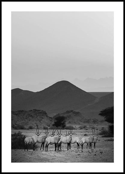 Arabian Oryx Walk The Sands Poster