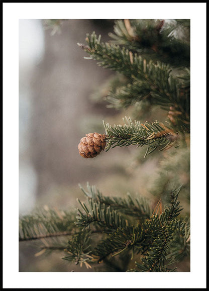 Pine Cones Poster