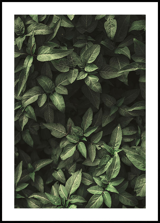 Garden Green No. 1 Poster