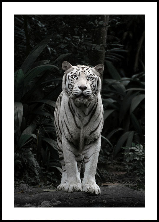 White Tiger Poster