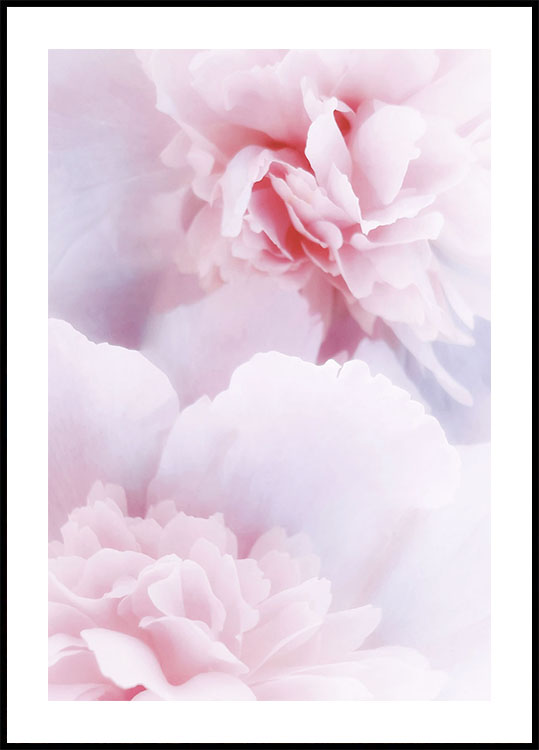 Pink Peonies Poster