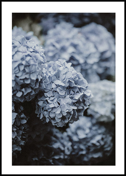 Blue Hydrangea Poster