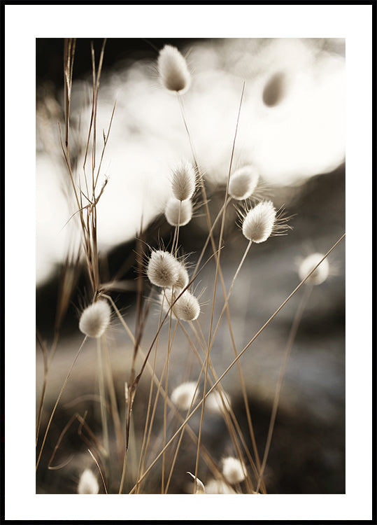 Grass In Sunlight Poster