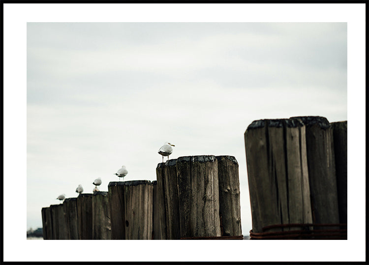 Seagulls Harbor Poster