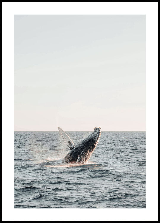 Whale Jumps Out of The Water Poster