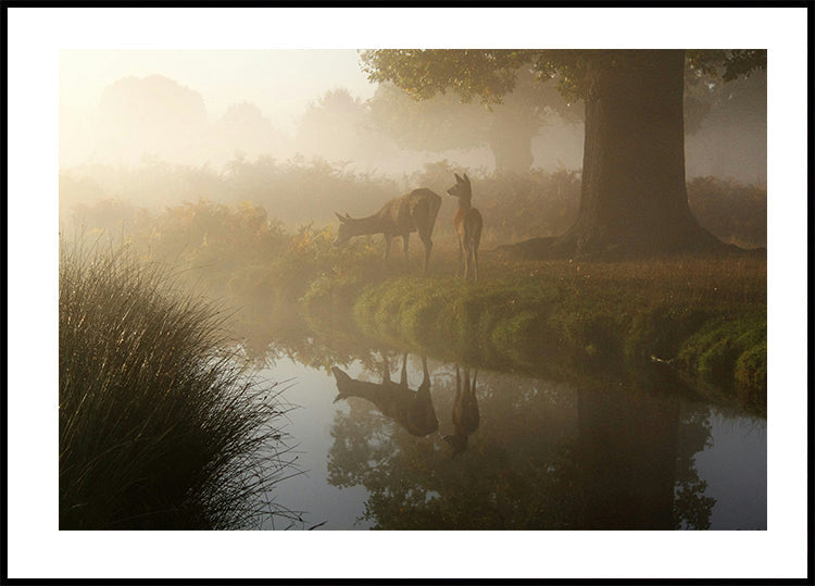 Deer In Mist Poster