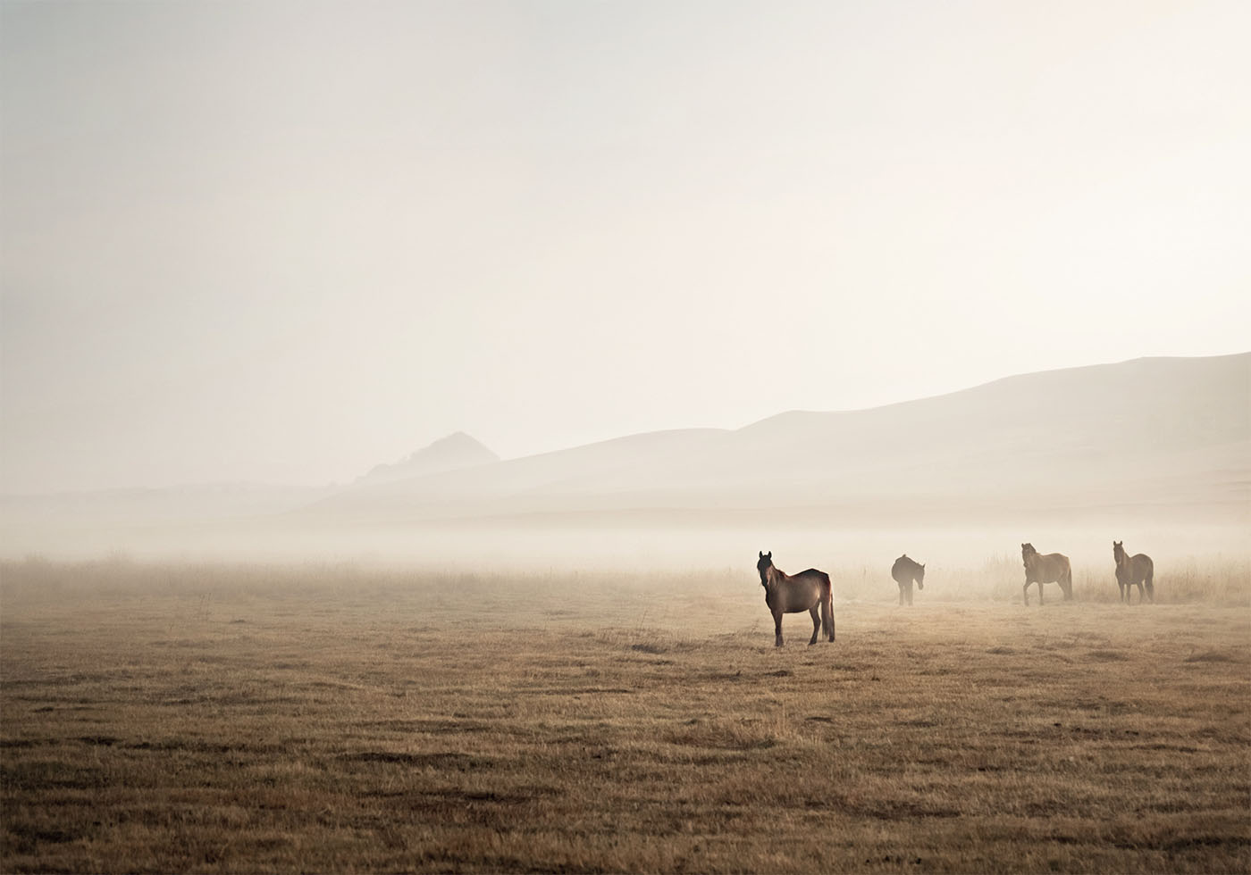 Horses in The Fog Poster