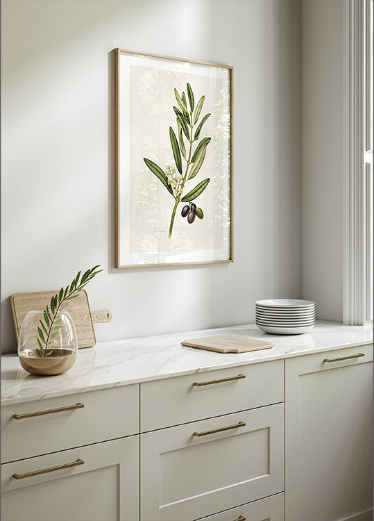 Olea Europaea Poster