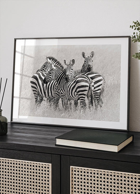 Zebras