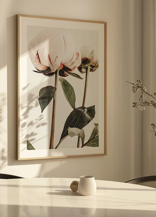 Peony 24 Poster