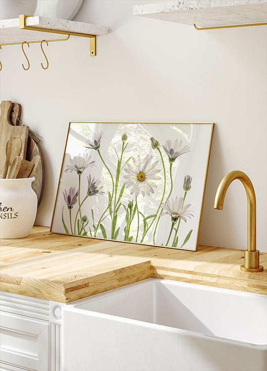 Cape Daisies Poster