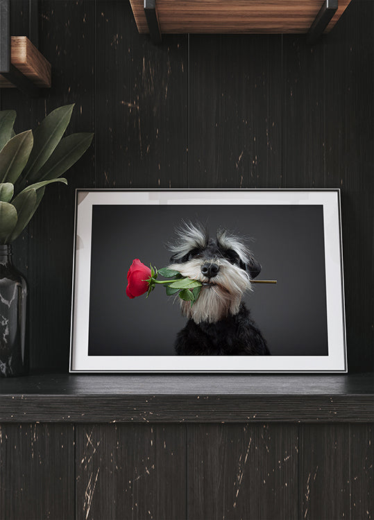 Tango Dancer
