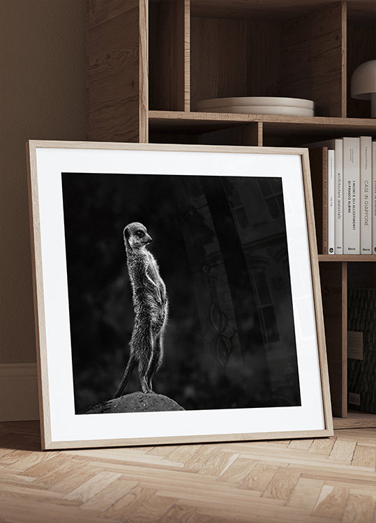 The meerkat Poster
