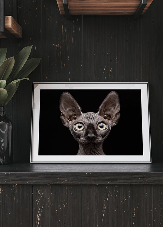 Sphynx Cat
