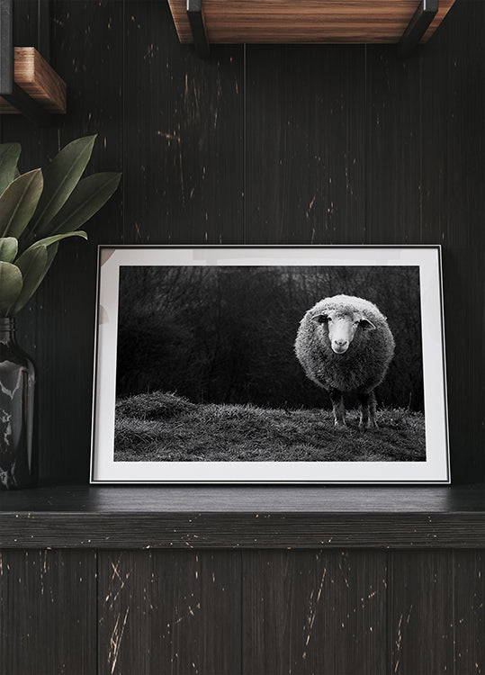 Wondering sheep Poster