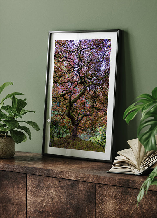 Japanese Maple Tree