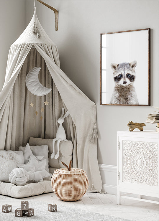 Baby Racoon
